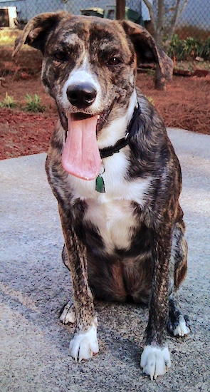 A large breed dark brown brindle dog with white paws and a white chest sitting down outside