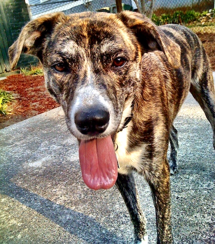 A big brindle and white dog with brown almond shaped eyes, a black nose and a pink tongue hanging out of his mouth standing outside