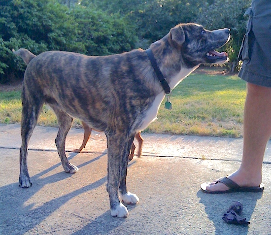 A large breed, brindle dog with a docked tail and small fold over ears standing next to a person outside