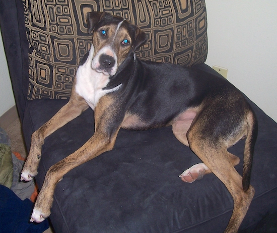 A tricolor tan, black and white dog with long legs, a boxy-shaped muzzle and relatively small head and ears laying down on a brown and black chair