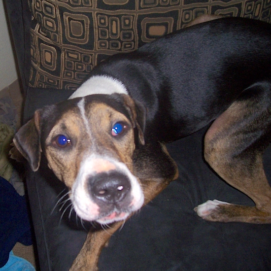 A tricolor black, tan and white dog with ears that hang to the sides, a black nose and a whtie tiped snout on a black and brown chair
