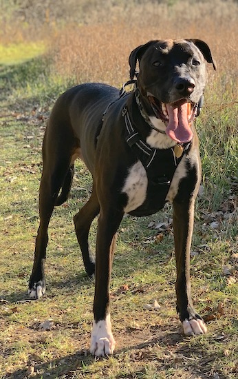 A tall, long-legged, black dog with a white chest and white tipped paws with ticking spots standing outside