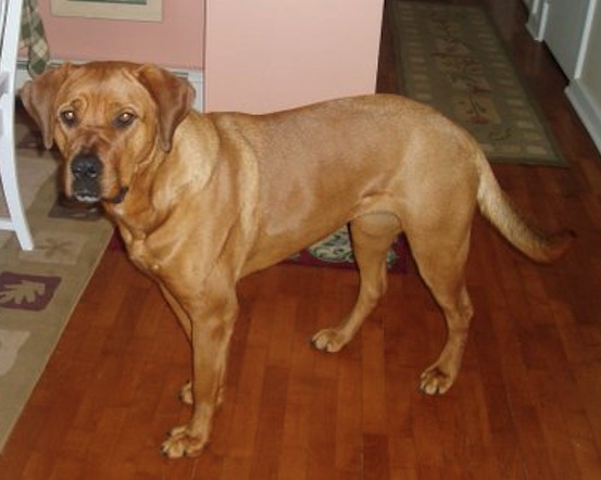 A big, muscular, thick-bodied fawn-red colored dog with a big head and a large black nose standing in a kitchen