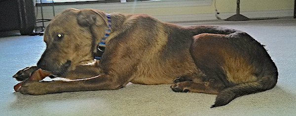A reddish brown dog with rose ears, a black nose and black lips laying down chewing on a dog bone