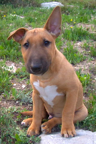 A little, thick-bodied, wide-chested, fawn puppy with a thick wide snout, a black nose and large ears sitting in grass