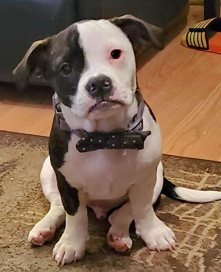 A small brown and white puppy with short legs, a wide chest and a muscular body sittin down