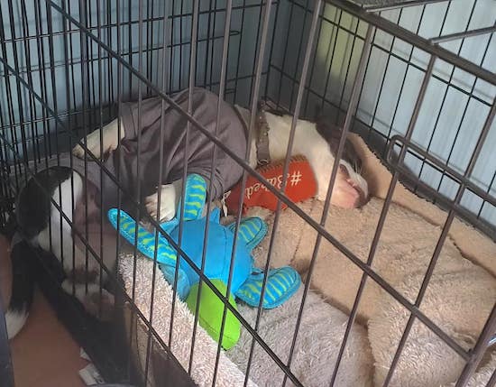 A puppy wearing a gray shirt, sleeping belly-up, laying in a dog crate next to plush toys