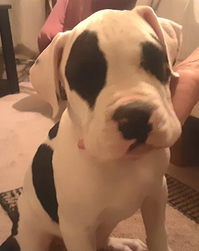 A white, thick-bodied puppy with brown patches over each eye and on his back with a large black nose sitting down