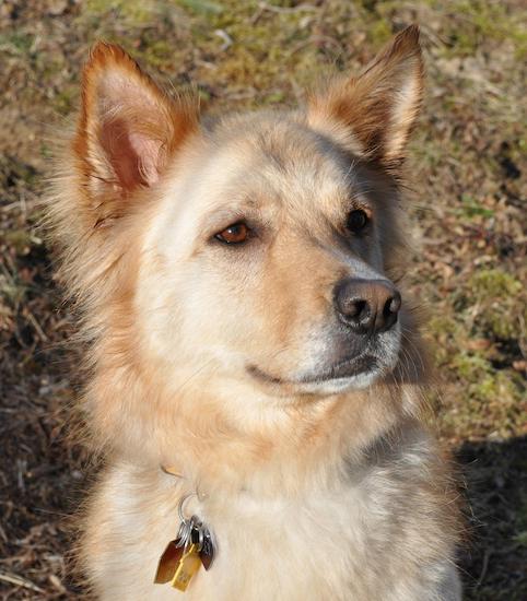 Head shot of a thick-coated tan dog with red highlights, small perk ears, brown eyes, brown/black nose sitting down in grass