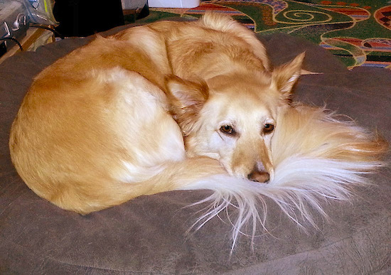 A fawn/red colored dog with white on her thick undercoat and long fringe tail laying down curled up in a ball