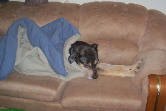 An extra large black and tan dog laying on a brown couch covered up by a blue and tan blanket