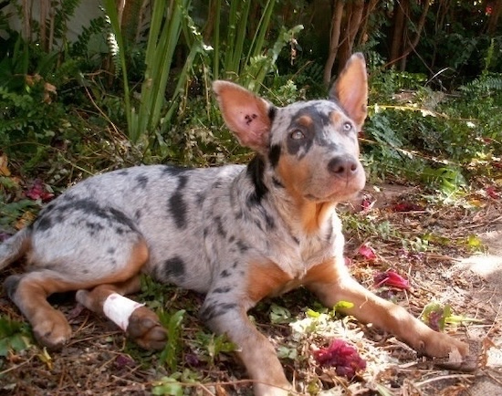 A blue merle puppy laying on the ground with a bandage on her back paw