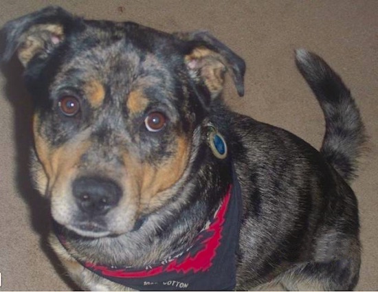 A colorful, large breed gray, black merle dog with tan patches sitting down looking up