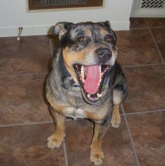 A merle silver, gray and black dog with tan markings, a large head and a wide chest sitting down yawning with his pink tongue showing