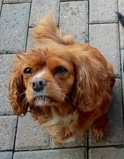 A ruby red wavy, thick coated little dog with ears that hang to the sides laying down
