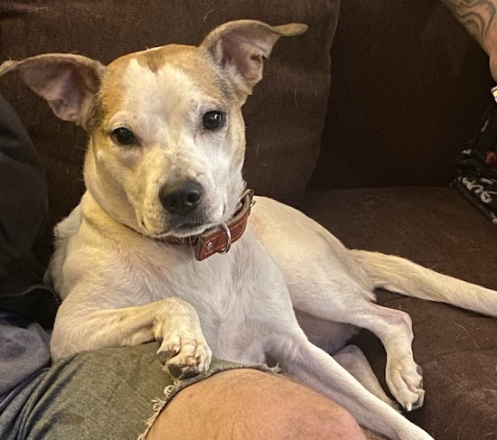 A white dog with tan on the top of her head and ears that stick out to the sides laying down on a person's lap