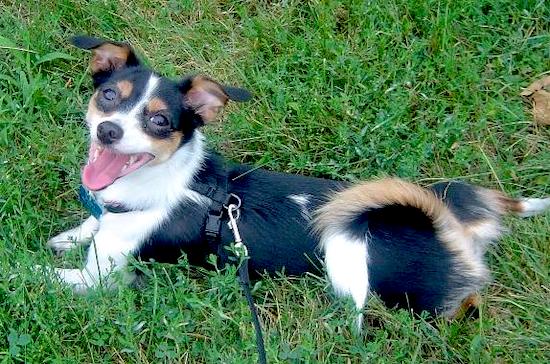 Tiny mixed discount breed dogs