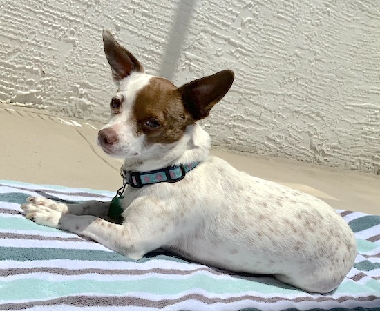 A little white dog with brown ears and a brown patch over one eye with ticking over her white back