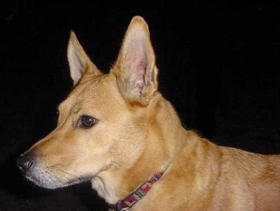 Side view of a shorhaired fawn dog with large ears that stand up, a long muzzle, brown eyes and a black nose