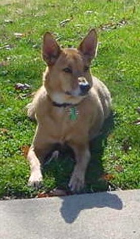 A tan and white dog with large ears that stand up to a point laying down in grass
