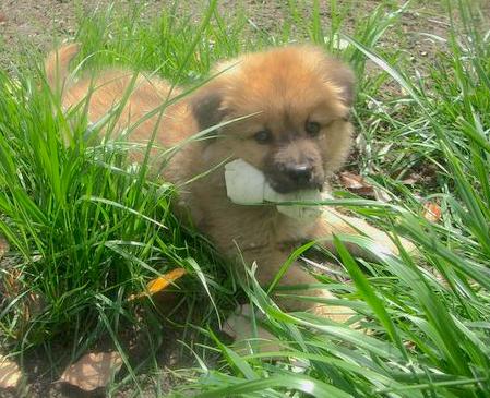 A fluffy little tan puppy with black on his snout and small hanging ears laying down in tall grass with a rawhide bone in his mouth