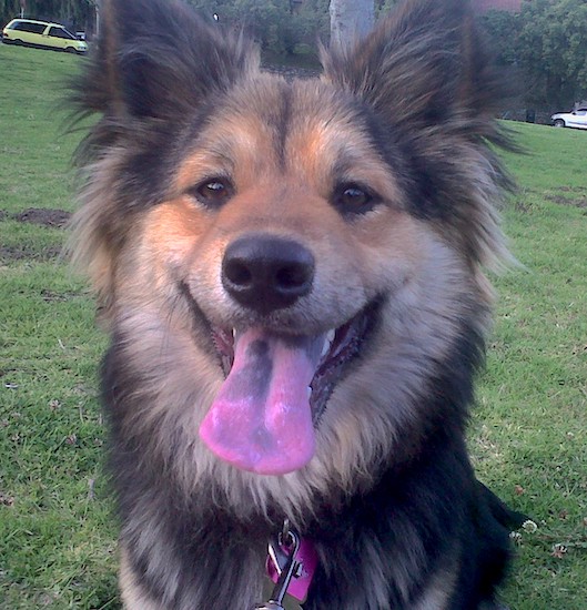 A black and tan long coated dog with brown eyes, a black nose and a black and pink tongue sitting down