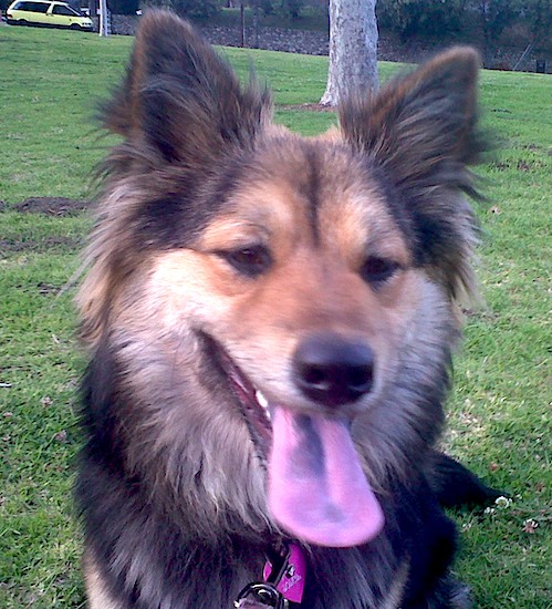 A long-haired, thick-coated dog with brown almond shaped eyes and a pink tongue with black spots on it sitting down in green grass