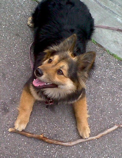 black chow husky mix