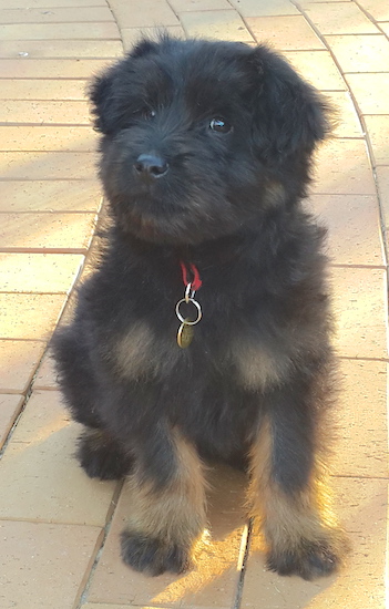 A fluffy little black puppy with tan markings sitting down on yellow bricks