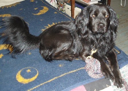 American Cocker Spaniel: Pictures, Care, Traits & More – Dogster