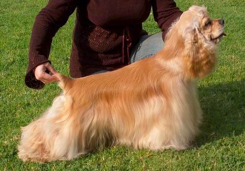 A fawn and cream colored dog with a long coat that reaches the ground and long hanging furry ears being posed in a stack outside in grass