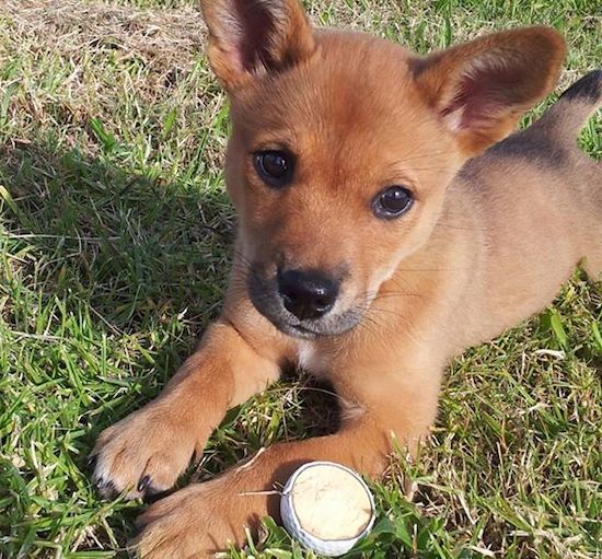 A little red, fawn colored puppy with round black eyes and a black nose with ears that stand up and a wide-set forehead laying down in grass