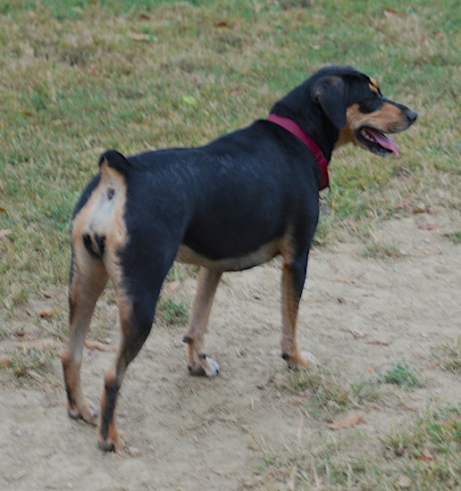 The backside of a large breed tricolor, black, tan and white dog with a small docked tail standing and facing the right