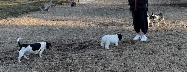Four dogs at a dog park in the little dog section