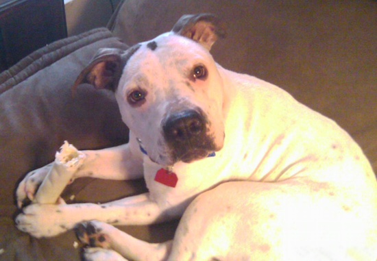 A white dog with black ears, dark round eyes and a boxy muzzle with a big black nose chewing on a rawhide bone