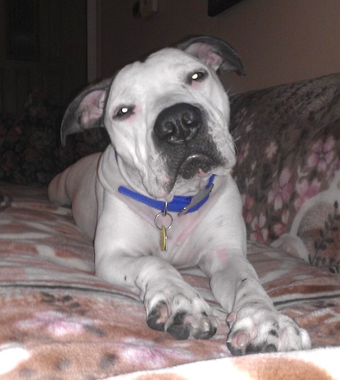 A large muscular dog with a big black nose, slanty eyes and rose shaped ears laying down on a bed