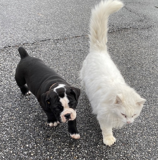 A little thick-bodied black and white bulldog puppy walking next to a white cat