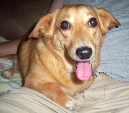 A thick-bodied, fawn dog with ears that are folded back to the sides, wide brown eyes and a pink tongue and a black nose laying down on a person's lap