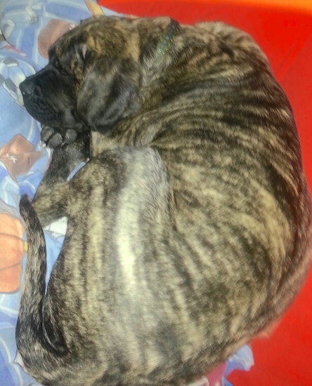 A large breed dog with a brown brindle striped body with a black muzzle and black ears curled up sleeping on a person's bed