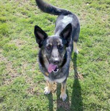 A large breed gray, black and tan sable colored dog with large ears that stand up,  tan legs with white on her chest standing in grass