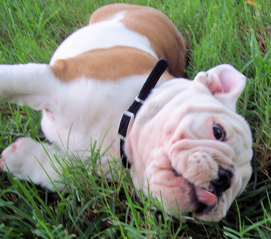 Bulldog Dog Breed Pictures, 17