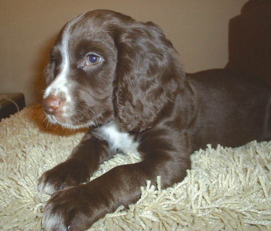 A small chocolate colored puppy with white markings, long soft wavy-coated hanging ears and a brown nose and eyes laying down 