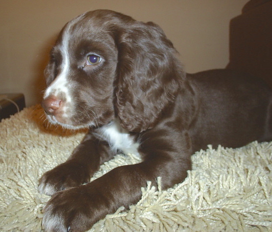 dark brown cocker spaniel puppies