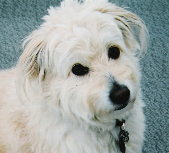 Close up head shot of a soft, silky cream-colored dog with round black eyes, a black nose and ears that hang to the sides with long hair on them