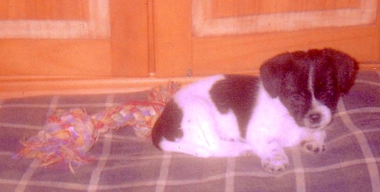 A little black and white puppy with a black face and a white stripe from her forehead to her nose laying down on a bed