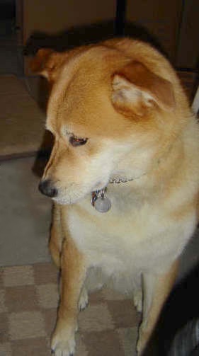 A red and cream colored dog with a wide chest and rose ears sitting down looking to the left