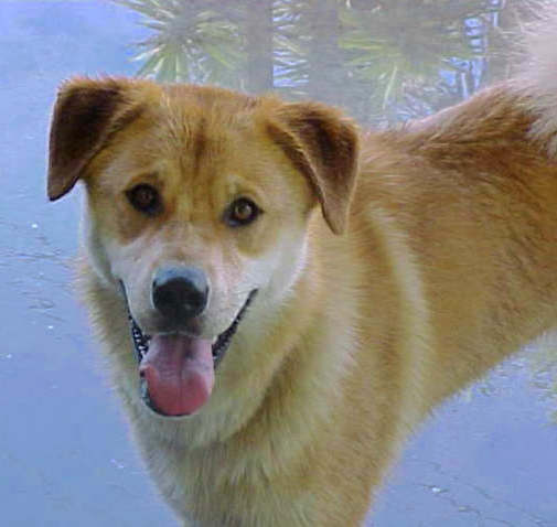 A thick-coated dog with a red and cream color coat, ears that fold down in the front and black marks on her tongue standing in snow