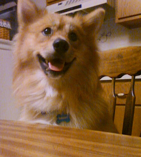 A long coated, fluffy red colored dog  sitting at the kitchen table.
