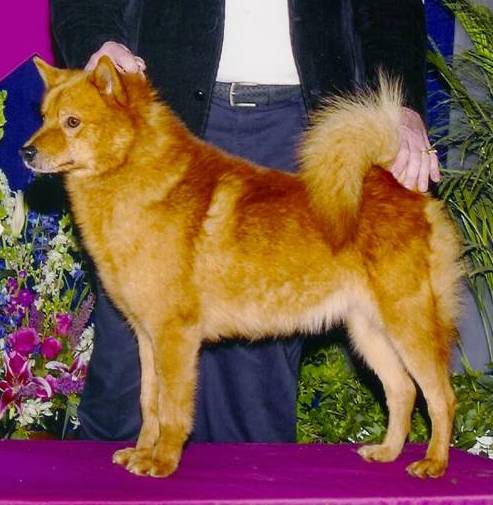 A dog with a deep red, foxy colored coat a ring tail that curls up over her back ears that stand up to a point being shown at a dog show