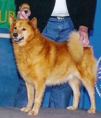 A medium sized golden-red colored dog being shown at a dog show